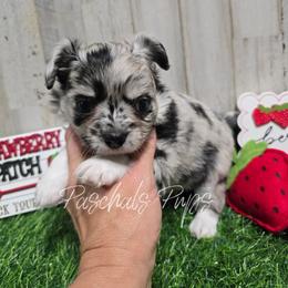 Scribble - Merle male Chihuahua puppy in Bowdon, Georgia from Paschal's Pups