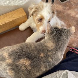 Australian Shepherd, Miniature American Shepherd, Miniature Australian Shepherd, and Toy Australian Shepherd Puppies from Painted Blue Aussies