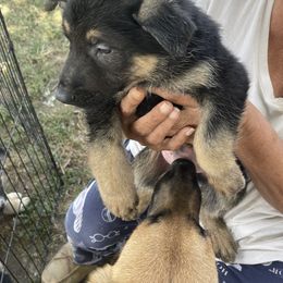 German Shepherd Puppies from Das Müller Hund Haus