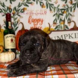 Jameson - Tiger male Perro de Presa Canario puppy in Horizon, Texas from Mesquite Creek Kennels