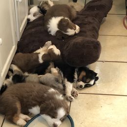 Miniature Australian Shepherd Puppies from Boulder Mini Aussies