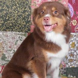 Olympia - Toy Australian Shepherd