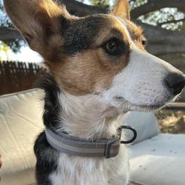 Belle - Pembroke Welsh Corgi