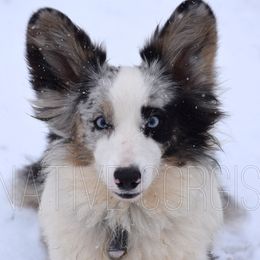 Hazel - American Corgi