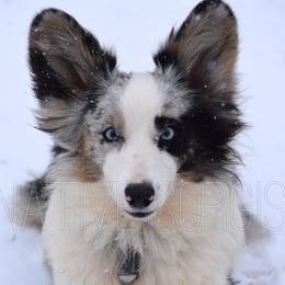 Hazel - American Corgi