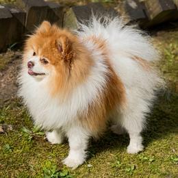 Teddy - Orange parti male Pomeranian puppy in Eden, North Carolina from Whippoorwill Pomeranians