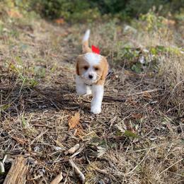 Cavapoo, Cockapoo, and Poodle Puppies from Heavenly puppies to love