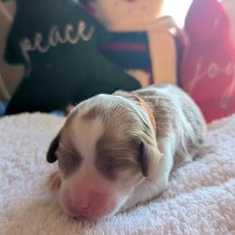 Luna - Blenheim female Cavapoo puppy in Newport, North Carolina from Crystal Coast Cavapoodles