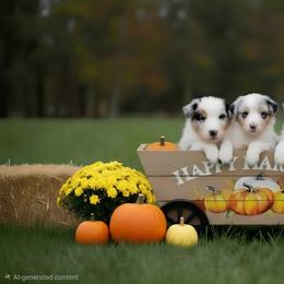 Australian Shepherd and Chow Chow Puppies from Calypso Chow Chows and Australian Shepherds