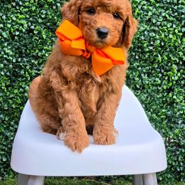Millie's Orange Boy - Red  male Goldendoodle puppy in Kountze, Texas from Texas Doodles LLC