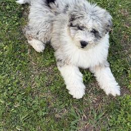Allie - Blue merle female Aussiedoodle puppy in Greenwood, Arkansas from Royal J Aussies and Aussiedoodles