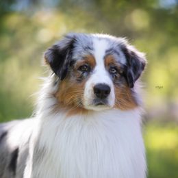 Australian Shepherds from Dirty Laundry Australian Shepherds