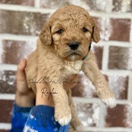 Raylon - Apricot male Goldendoodle puppy in Rienzi, Mississippi from Saddle Hill Farms