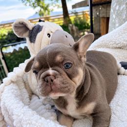 Rugger - Tricolors male French Bulldog puppy in Klamath Falls, Oregon from S-D Frenchies