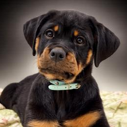 Rottweiler puppies from Von MK Rottweilers