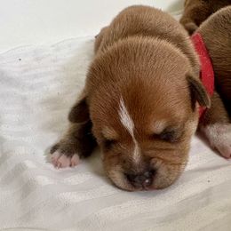 Staffordshire Bull Terrier Puppies from Tier 1 Staffordshire Bull Terriers