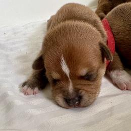 Staffordshire Bull Terrier Puppies from Tier 1 Staffordshire Bull Terriers