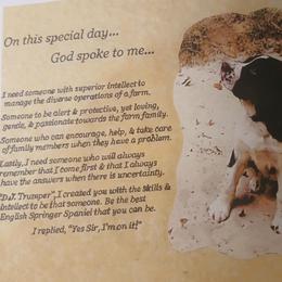 English Springer Spaniel Puppies from DAYSPRINGERS