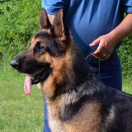 Gio - German Shepherd