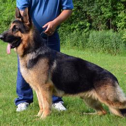 Gio - German Shepherd