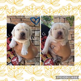 Green Collar Male - Yellow male Labrador Retriever puppy in Kissimmee, Florida from SunState Labs