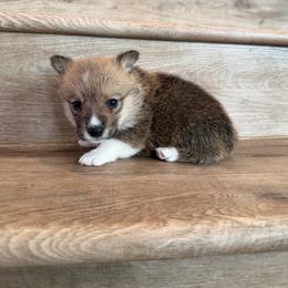 Opal - Sable female Pembroke Welsh Corgi puppy in Phelan, California from Desert Sunset Pembroke Welsh Corgis