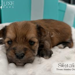 Sketch - Gold male Morkie puppy in Scottsdale, Arizona from Lil Luxe Pups