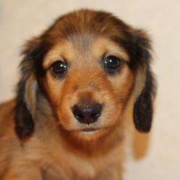 Rose - Red female Dachshund puppy in Roanoke, Alabama from J&E Dachshunds