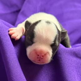 Lily - Black and white female Boston Terrier puppy in Kingsport, Tennessee from Dreamweaver Bostons