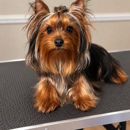 Atlas Jr - Yorkshire Terrier