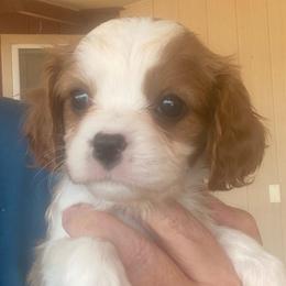 Buster - Blenheim male Cavalier King Charles Spaniel puppy in Mesa, Arizona from Bubble-ishous Cavaliers, Cavapoos and Portadoodles