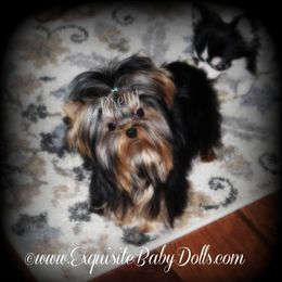 Zane - Yorkshire Terrier