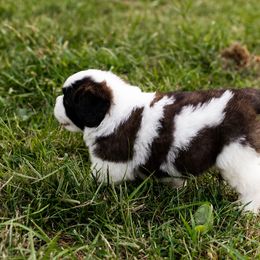 Saint Bernard Puppies from Minnie's Majestic Saints