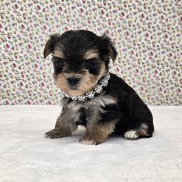 Amelia TEACUP - Black & tan tri-color female Morkie puppy in Monticello, Iowa from Ashley’s Puppies