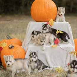 Siberian Husky Puppies from The Snow Dog Kennel