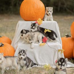 Siberian Husky Puppies from The Snow Dog Kennel
