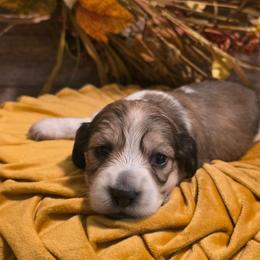 Minnow - Cream female Dachshund puppy in Romney, Indiana from Brown's Valley Dachshunds