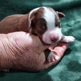 Daisy - Red tri female Miniature Australian Shepherd puppy in Mc Arthur, California from Kingscastle Ranch