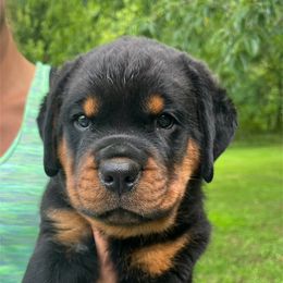 Snickers- green - Black and mahogany male Rottweiler puppy in Wabash, Indiana from Broken Roots Rottweilers
