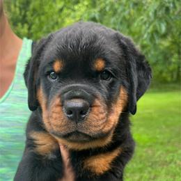 Snickers- green - Black and mahogany male Rottweiler puppy in Wabash, Indiana from Broken Roots Rottweilers