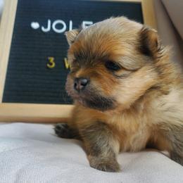 Jolene - Orange sable female Pomeranian puppy in Saint Charles, Missouri from Bisous Pomeranians & Heartland Sh