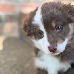 Nova - Red tri-color female Australian Shepherd puppy in Lynnville, Indiana from Moonlightaussies
