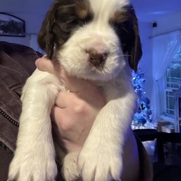 Orange collar - Liver white and tan male English Springer Spaniel puppy in Elma, Washington from McCartney Springer’s