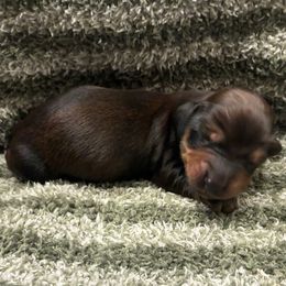 Gravy - Red male Dachshund puppy in Dobson, North Carolina from Oakleys Dachshund Haven