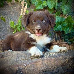 Everest - Red tri female Miniature Australian Shepherd puppy in Lakeport, California from Akins Aussies/Wild Rose Ranch