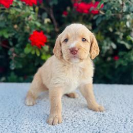 Snoop - Apricot female Labradoodle puppy in Elizabeth City, North Carolina from Howdy Doodles