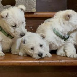 Giant Schnauzers and Scottish Terriers from CVS Giant Schnauzers