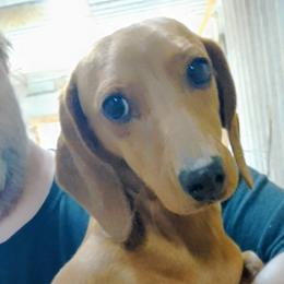 Dachshund puppies from Small Paws Kennel
