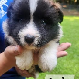Border Collie Puppies from Snowbird Border Collies