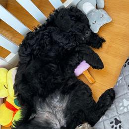 Miss Green - Black female Goldendoodle puppy in San Diego, California from Sensational Doodles